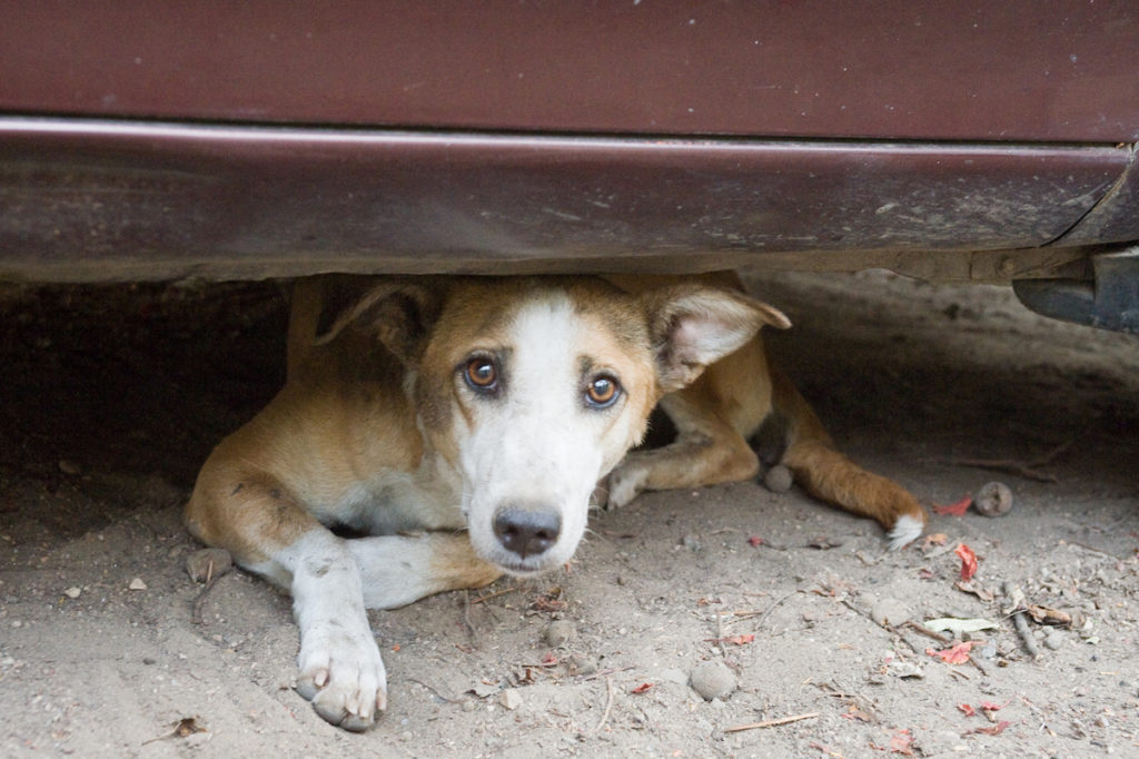 Cane randagio