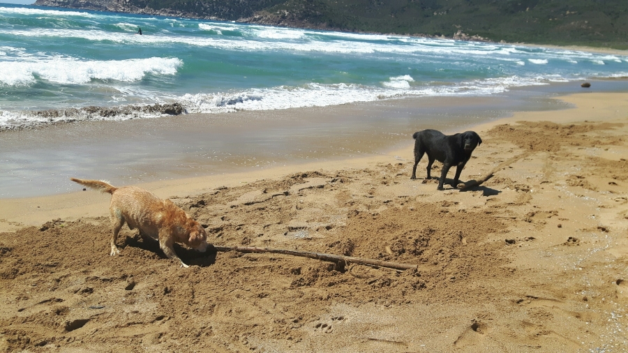 Cani a Porto Ferro