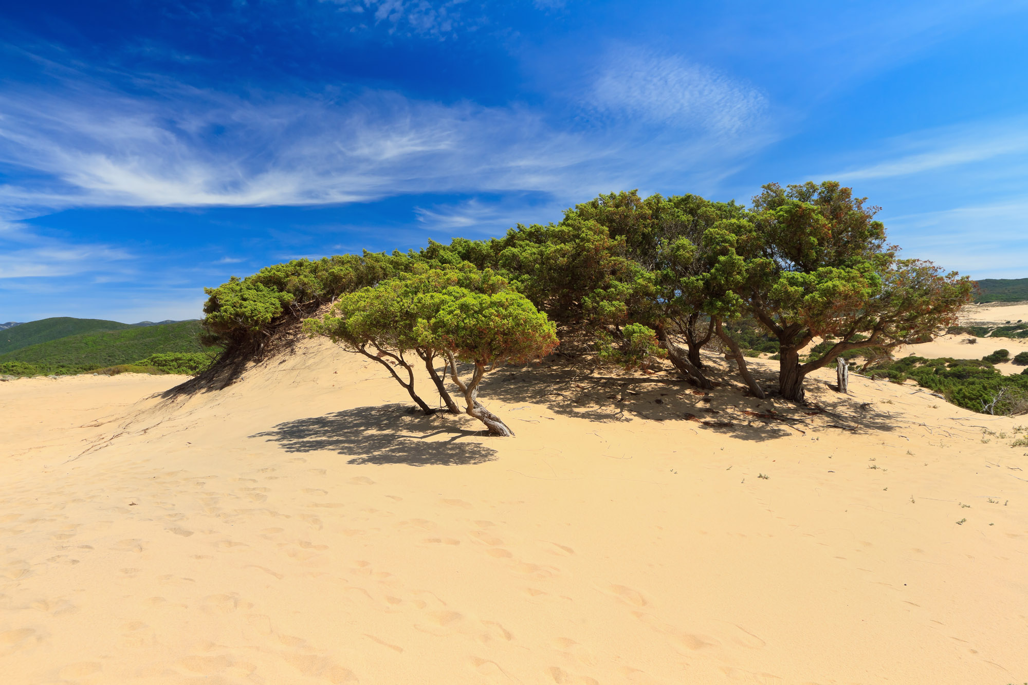 Piscinas dune with tree in Costa Verde, southwest Sardinia, Italy