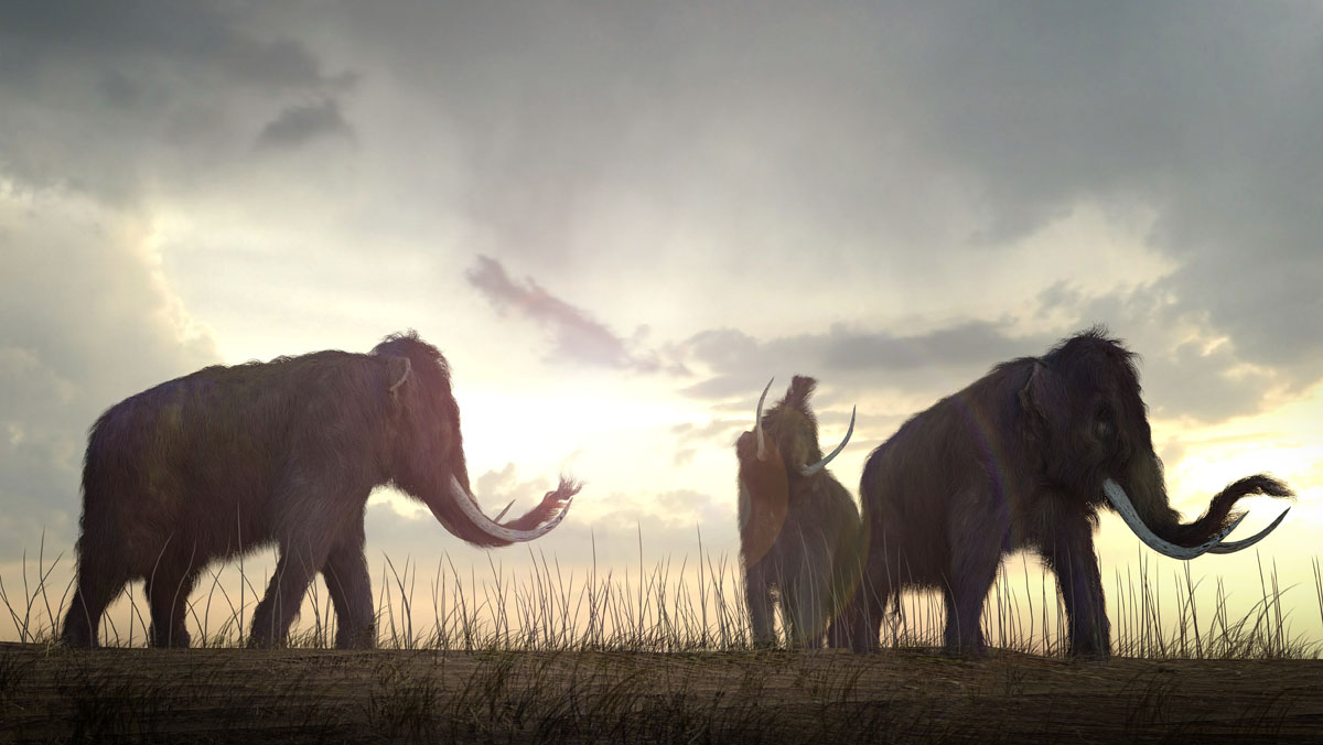 An illustration of a group of Woolly Mammoths grazing in a field in the sunset.