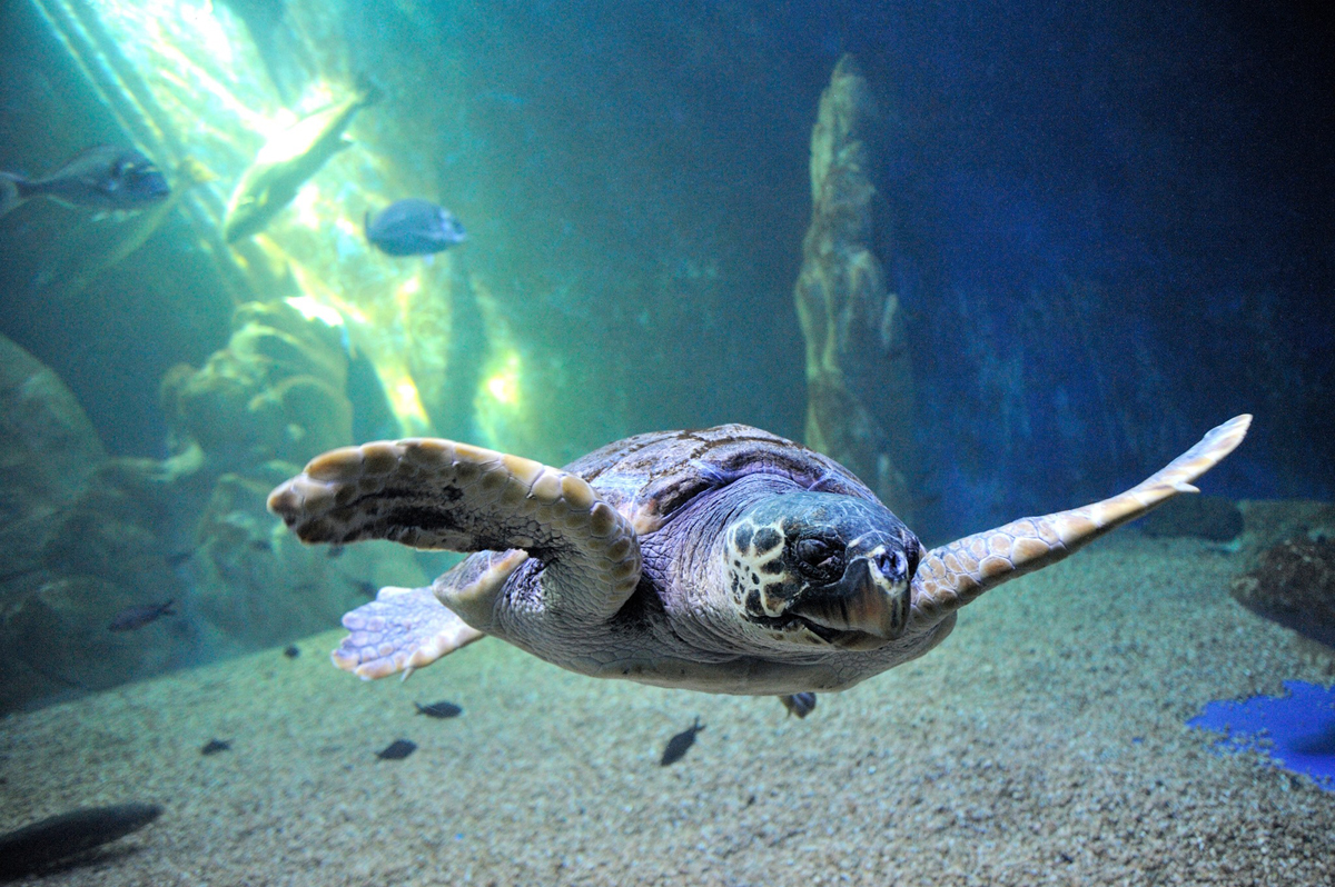 L'Acquario di Cala Gonone