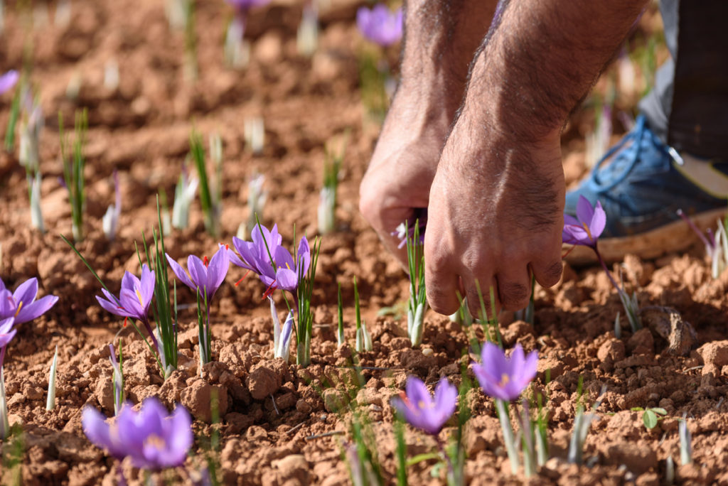 Raccolta dello zafferano. ? ©AdobeStock | Joe McUbed