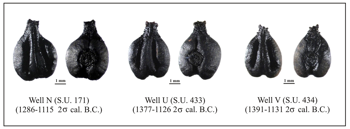 Vinaccioli di Vitis vinifera di età nuragica rinvenuti nei pozzi nuragici di Sa Osa denominati U, V, N.