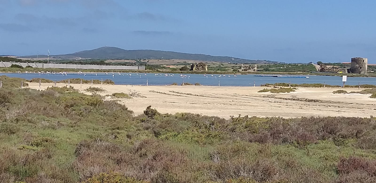 Fenicotteri nello stagno Saline