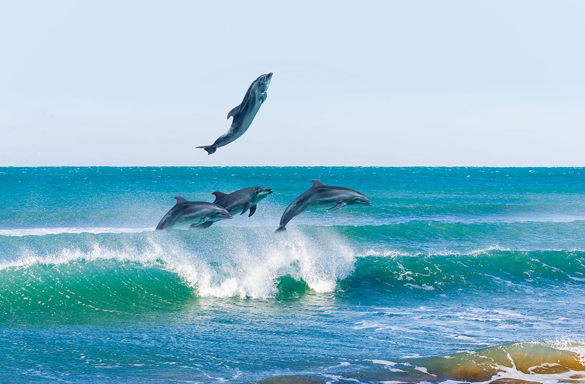 Delfini. 📷 AdobeStock | muratart