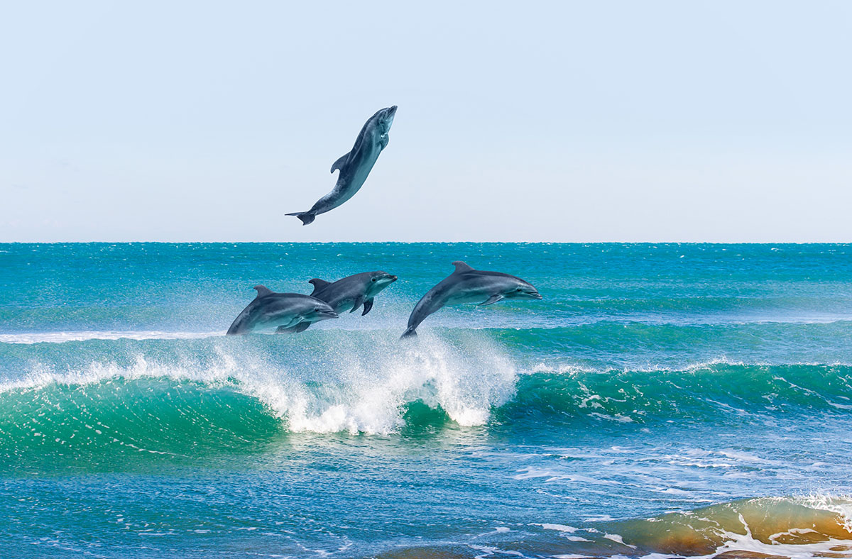 Delfini. ? AdobeStock | muratart