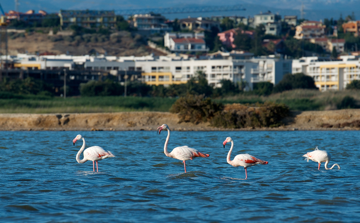 Parco naturale di Molentargius, stagno e fenicotteri - Cagliari. Foto Renata Apanaviciene