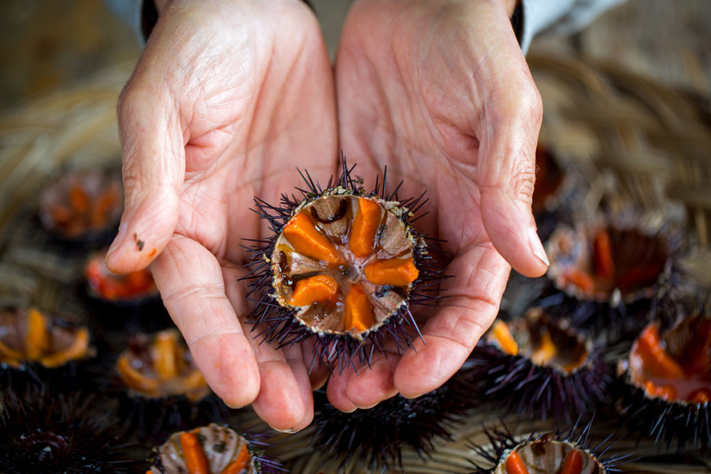 Riccio di mare. ? AdobeStock | sabino.parente