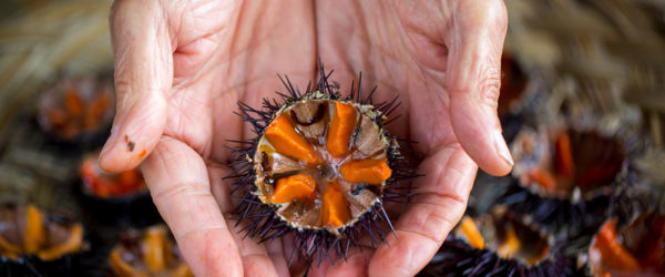 Riccio di mare. ? AdobeStock | sabino.parente