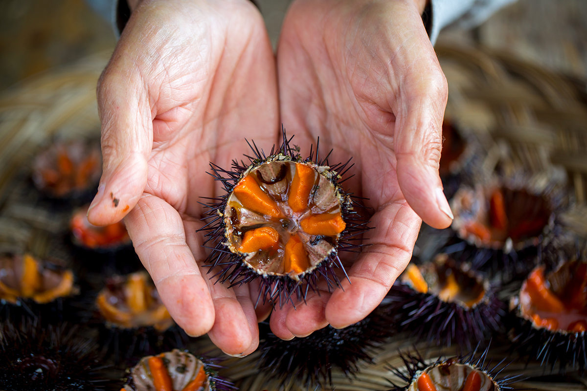 Riccio di mare. 📷 AdobeStock | sabino.parente