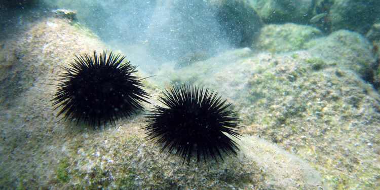 Riccio di mare. ? AdobeStock | Valdas