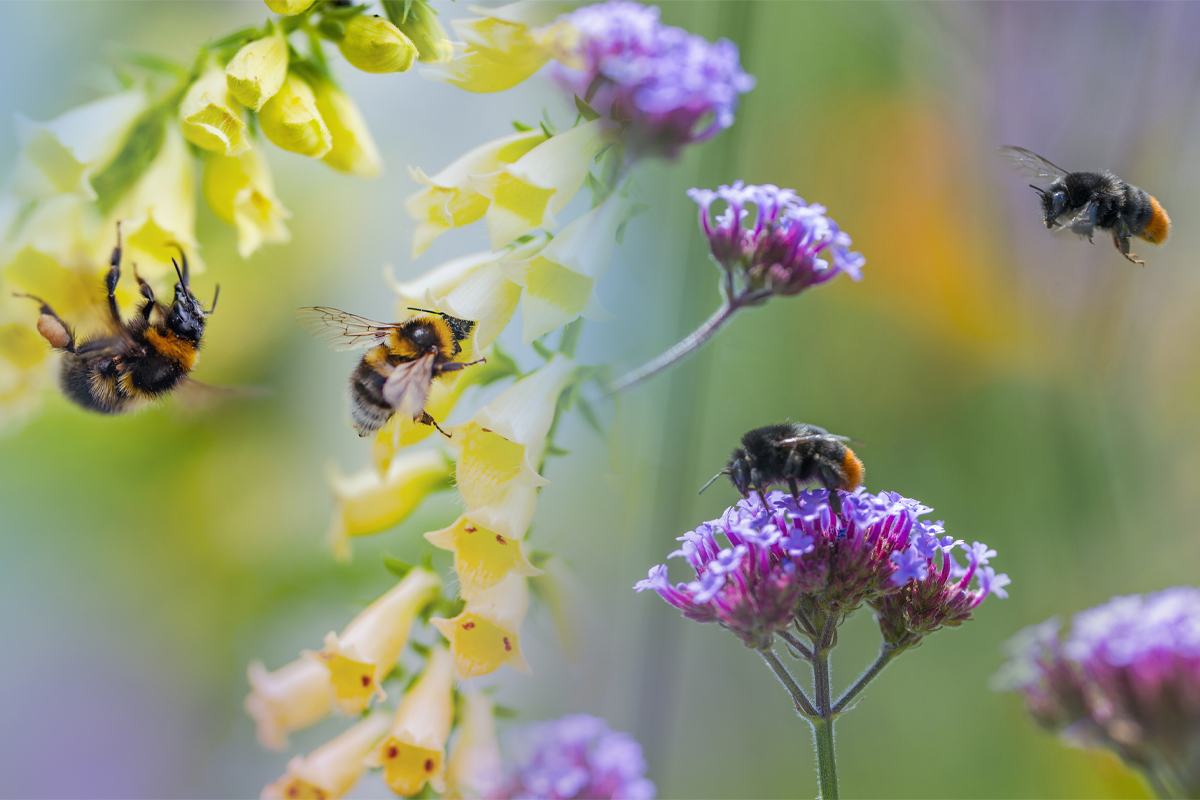 Foto AdobeStock | Vera Kuttelvaserova