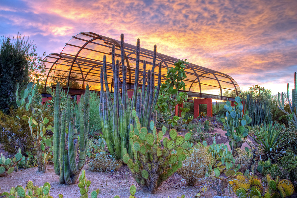Desert Botanic Garden, Phoenix, Arizona