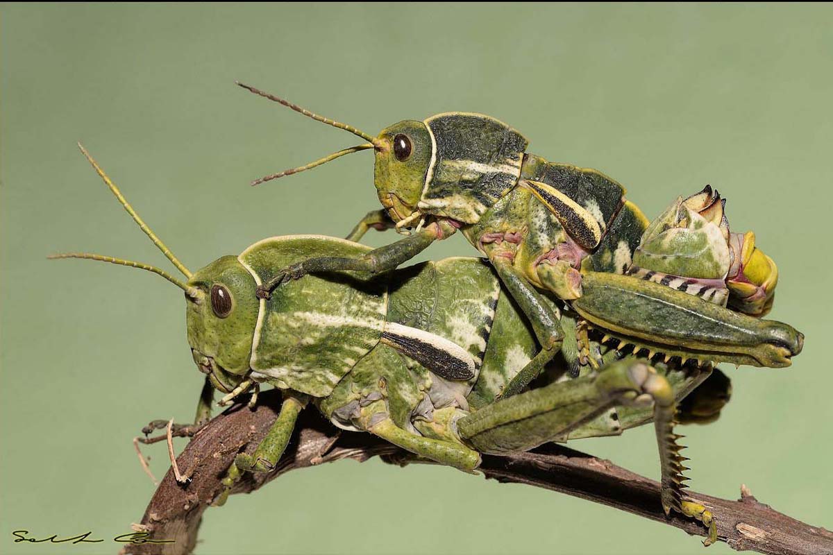 Panfago sardo. Foto Salvatore Canu