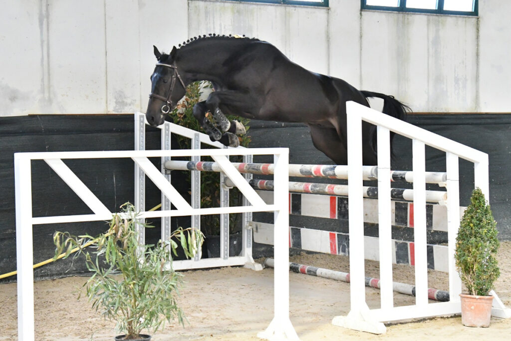 58 Premio Regionale Sardo di allevamento Biricchino vincitore salto in libertà. 📷 Corbinzolu