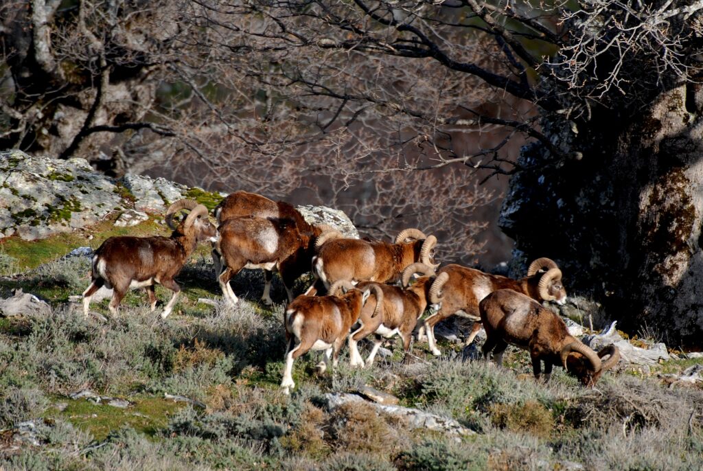 Mufloni maschi al pascolo. 📷 Provincia di Nuoro