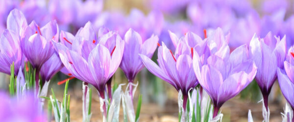 Strade dello Zafferano di Sardegna DOP