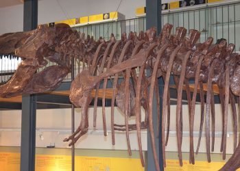 Ricostruzione di un dinosauro al Museo dei Palaeoambienti Sulcitani “E. A. Martel” di Carbonia