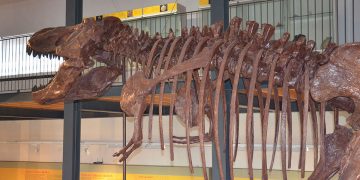 Ricostruzione di un dinosauro al Museo dei Palaeoambienti Sulcitani “E. A. Martel” di Carbonia