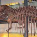 Ricostruzione di un dinosauro al Museo dei Palaeoambienti Sulcitani “E. A. Martel” di Carbonia