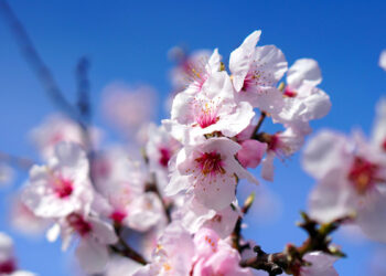 ? Matthias Böckel | Pixabay