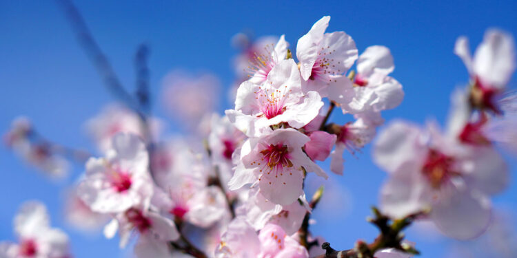 ? Matthias Böckel | Pixabay