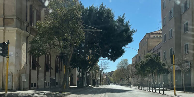 Sassari, alberi viale Italia
