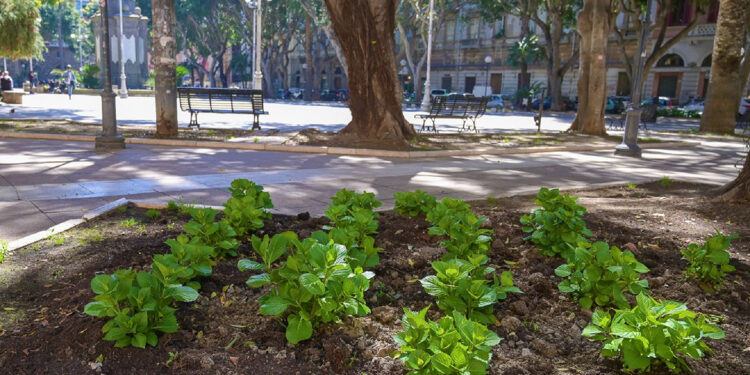 Cagliari, Piazza Del Carmine