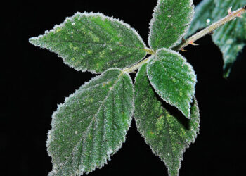 Foto Karsten Paulick Pixabay