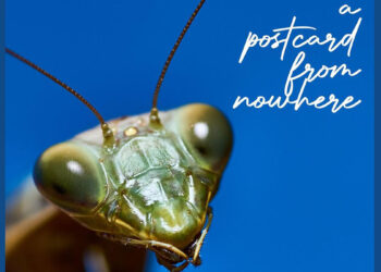 Quartetto Mantis "A postcard from nowhere"