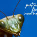 Quartetto Mantis "A postcard from nowhere"