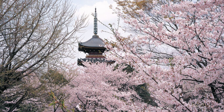 Tokyo, ciliegi in fiore