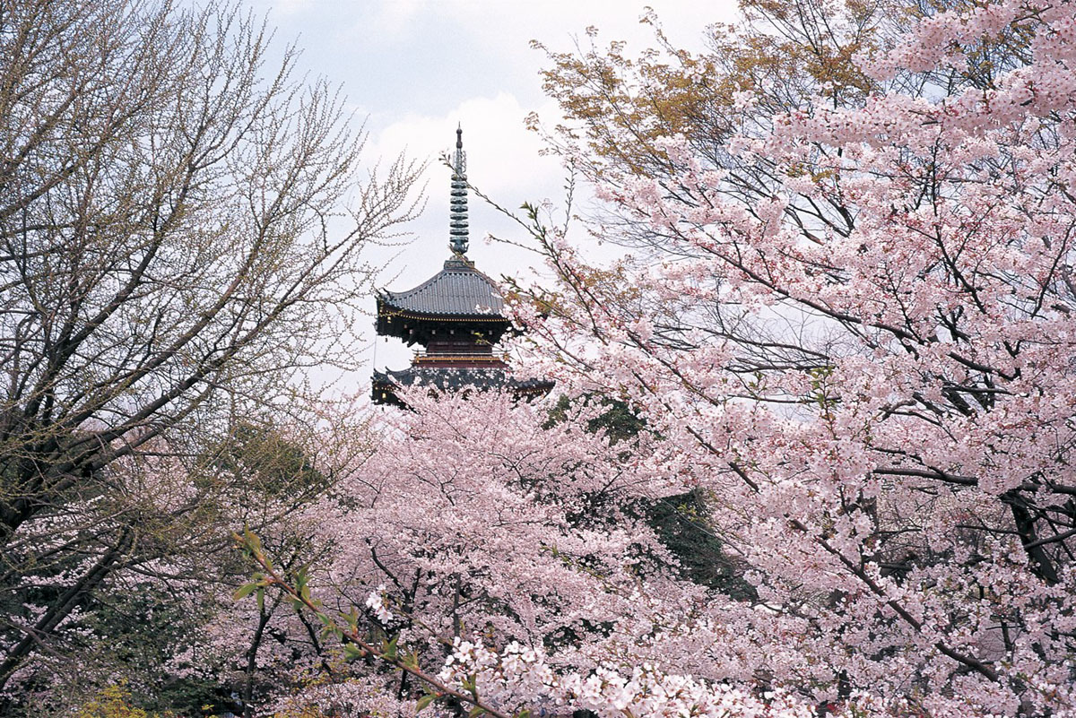 Tokyo, ciliegi in fiore