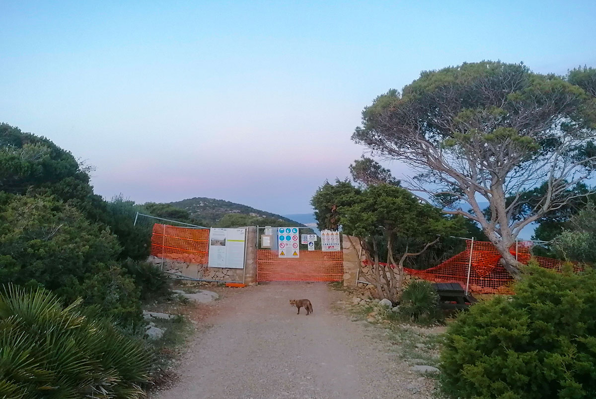 Una volpe fuori dall'ingresso del cantiere a Punta Giglio. ? Giovanni Salis