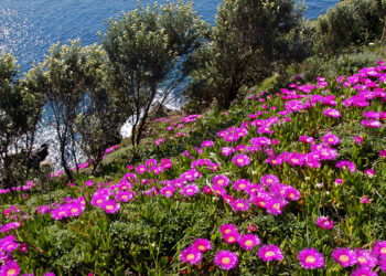 Fico degli Ottentotti (Carpobrotus acinaciformis)