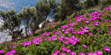 Fico degli Ottentotti (Carpobrotus acinaciformis)