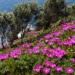 Fico degli Ottentotti (Carpobrotus acinaciformis)