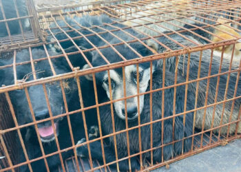 ? Humane Society International