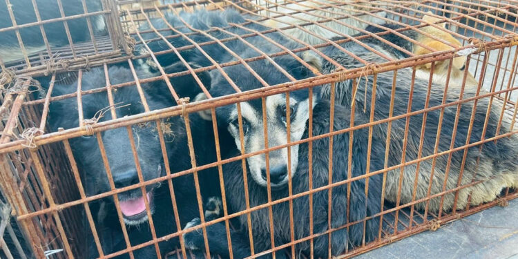 ? Humane Society International