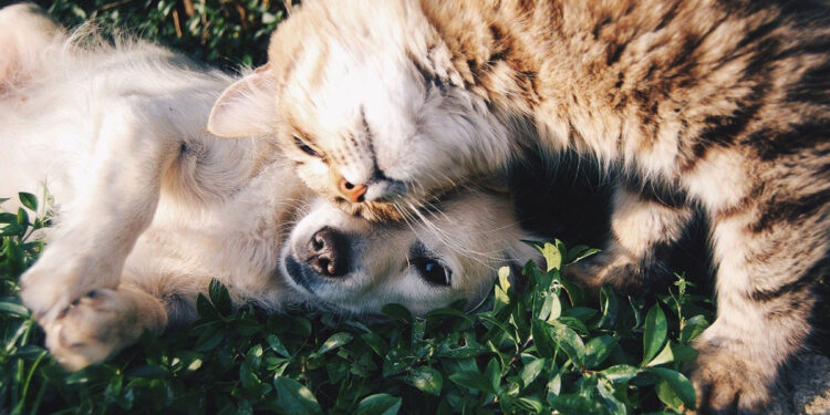 Cane e gatto