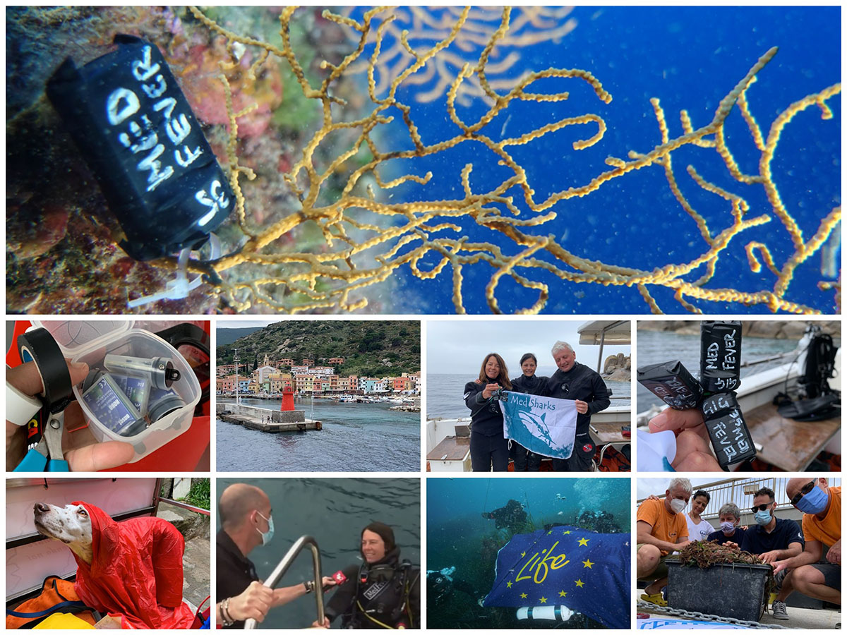 Progetto MedFever. ? Eleonora de Sabata