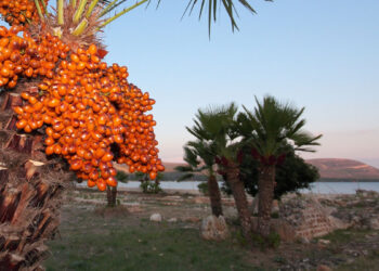 Il sito archeologico della Villa Romana di Sant’Imbenia