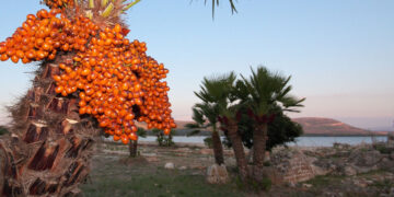 Il sito archeologico della Villa Romana di Sant’Imbenia