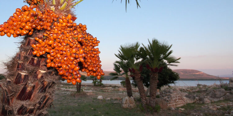 Il sito archeologico della Villa Romana di Sant’Imbenia