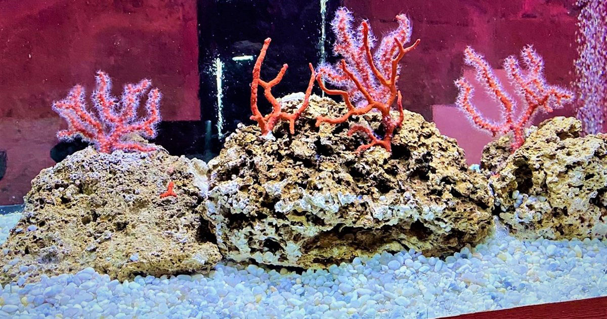 Aquarium Rubrum