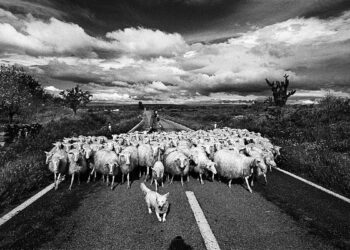 Sedilo, il gregge. Sono quattro milioni le pecore su una popolazione di un milione e mezzo. ? Francesco Cito©2001