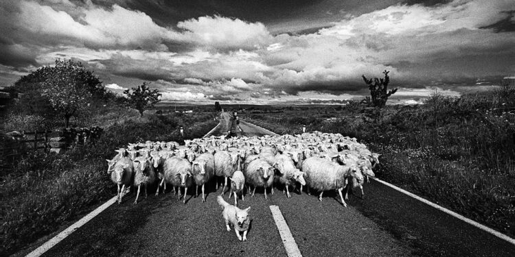 Sedilo, il gregge. Sono quattro milioni le pecore su una popolazione di un milione e mezzo. 📷 Francesco Cito©2001