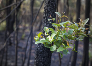 ? Adobe Stock | jamenpercy