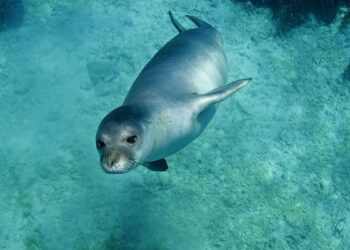 Foca Monaca del Mediterraneo. ? Adobe Stock | anemone