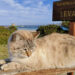 Gatto alla Pelosa di Stintino